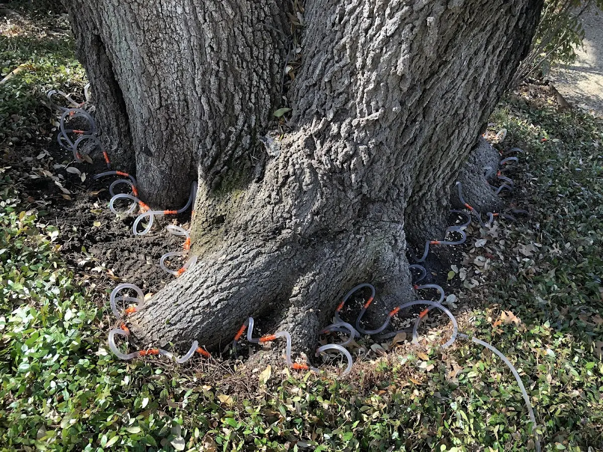 Detailed Tree Cabling and Bracing job site in Sullivans Island