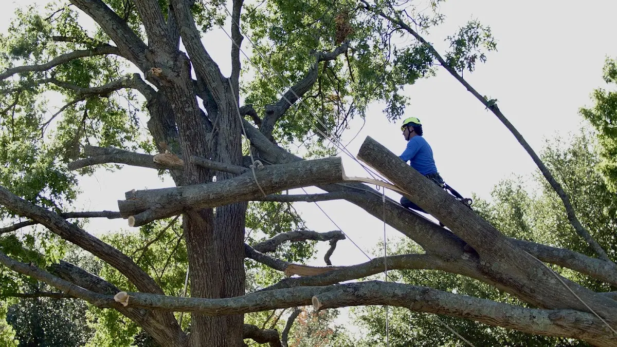 Professional Crown Thinning performed by certified arborists in Sullivans Island
