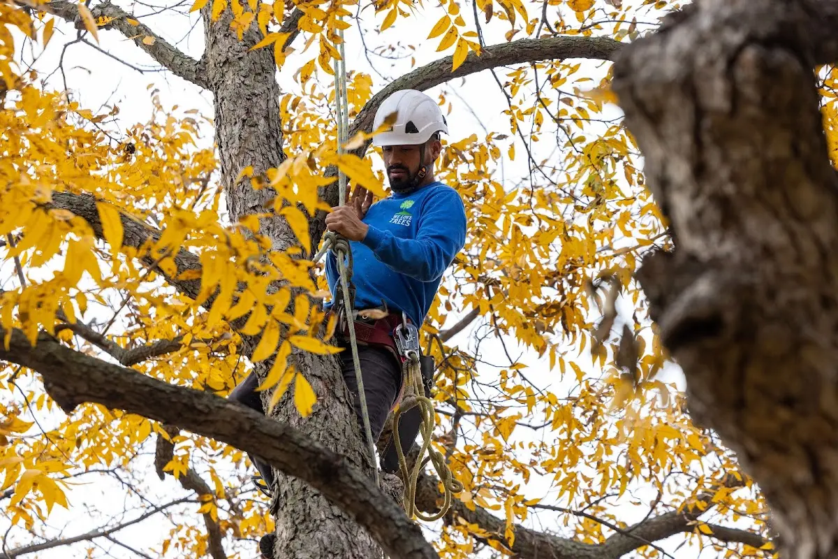 Skilled Tree Planing crew working in Sullivans Island